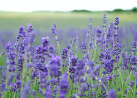 ein Feld mit blühendem Lavendel